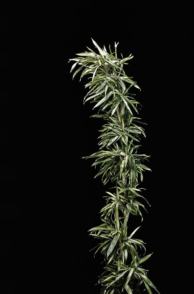 Detail of Pleioblastus shibuyanus 'Tsuboi' (tsuboi bamboo) by Anonymous