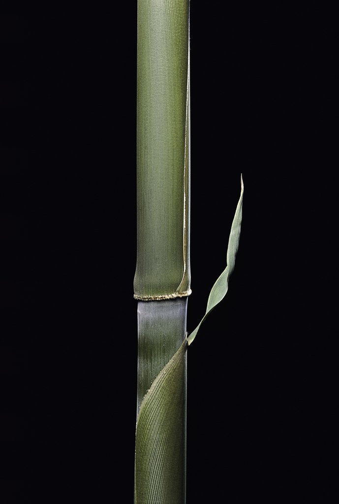 Detail of Pleioblastus hindsii (Hinds' cane-bamboo) - young culm by Anonymous