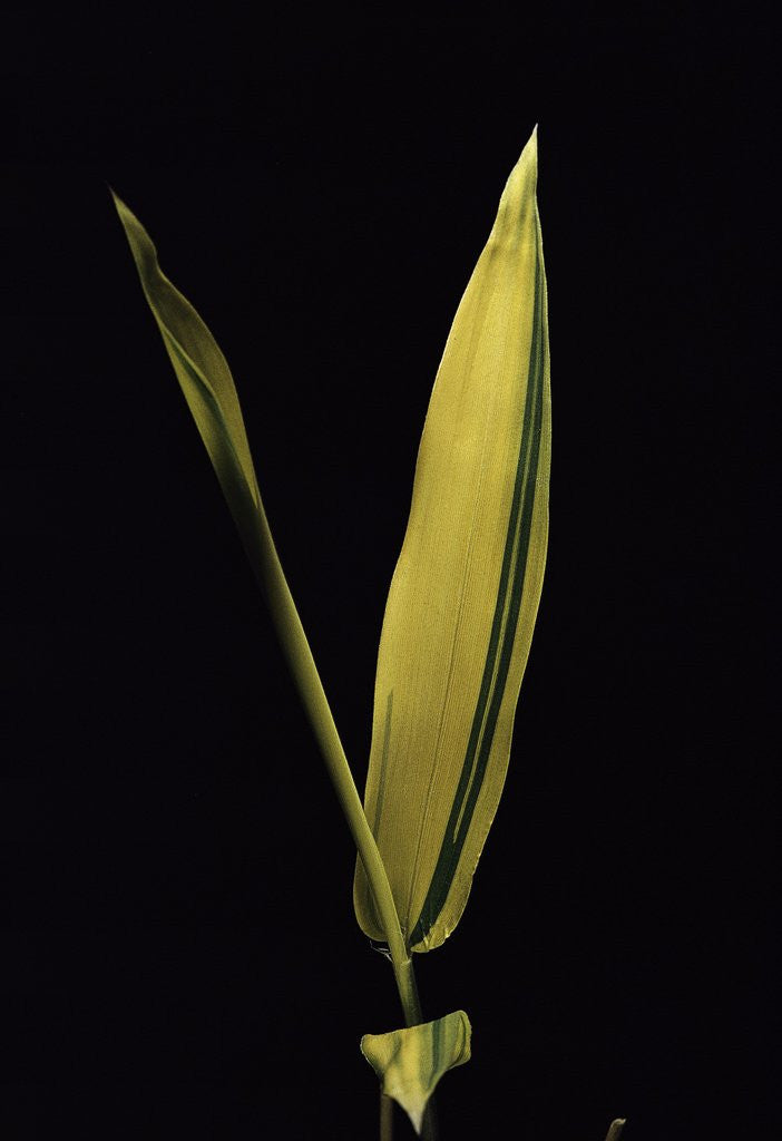 Detail of Pleioblastus viridistriatus 'Variegata' (dwarf greenstripe bamboo) - leaf by Anonymous
