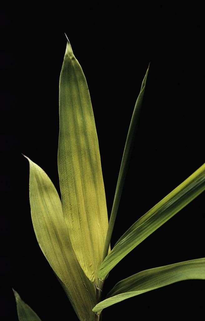 Detail of Pleioblastus viridistriatus 'Chrysophyllus' (bamboo) - leaf by Anonymous