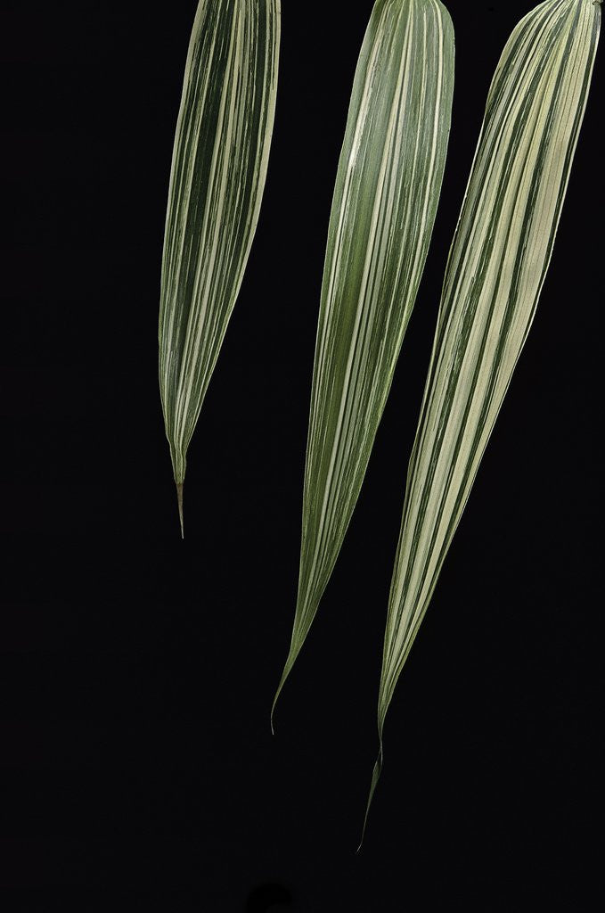Detail of Pseudosasa japonica 'Akebono-suji' (arrow bamboo) - leaf by Anonymous