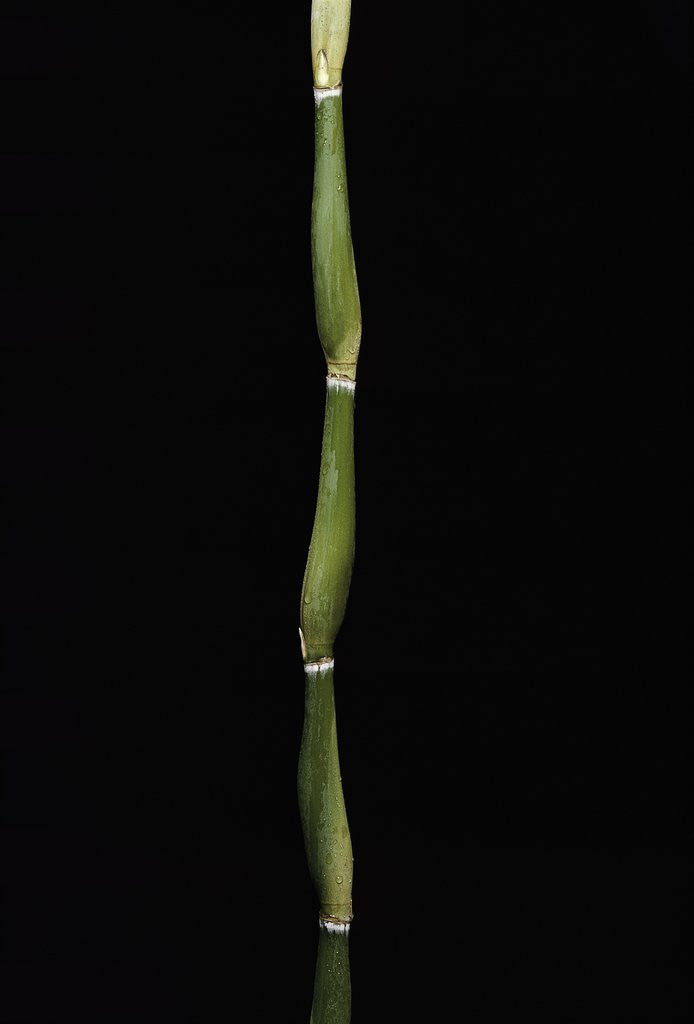 Detail of Pseudosasa japonica var. tsutsumiana (arrow bamboo) by Anonymous