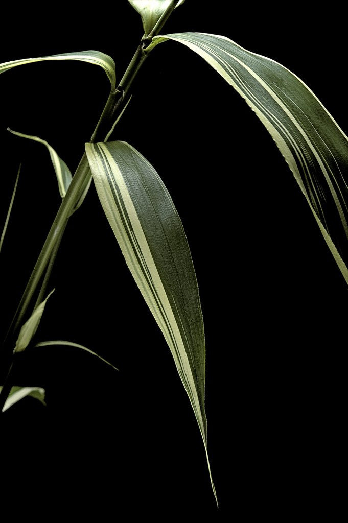 Detail of Pseudosasa japonica f. variegata (arrow bamboo) - leaf by Anonymous