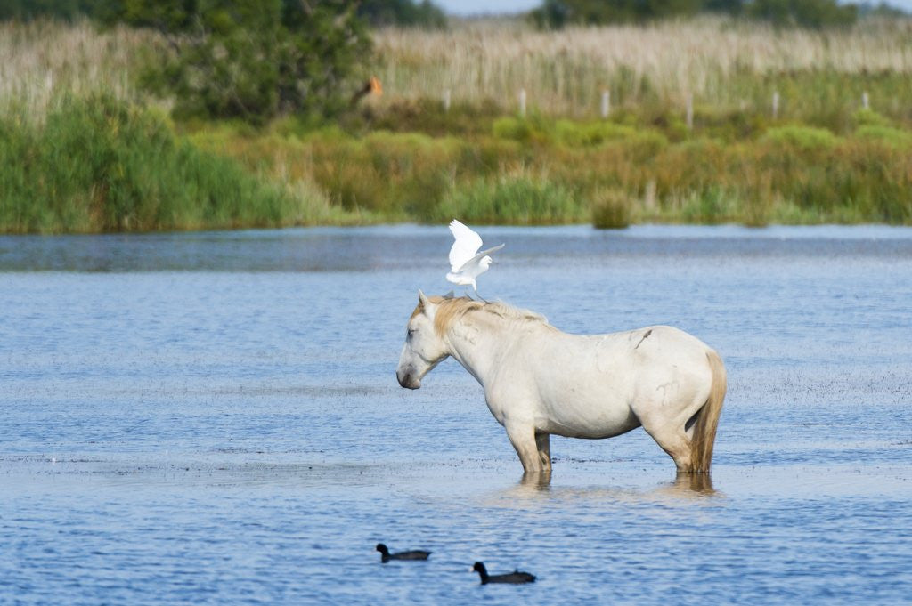 Detail of Camargue wild horse by Anonymous