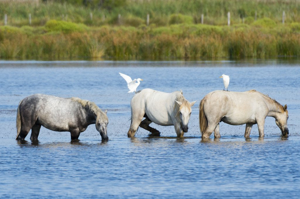 Detail of Camargue wild horses by Anonymous