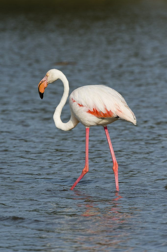 Detail of Greater flamingo (Phoenicopterus roseus) by Anonymous