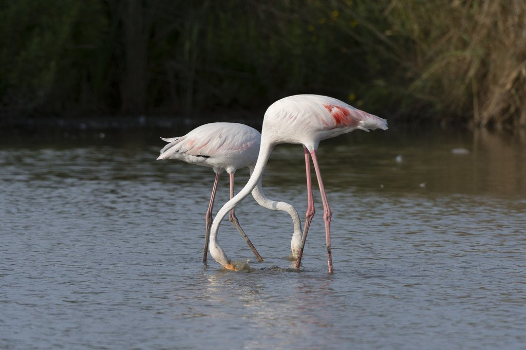 Detail of Greater flamingos (Phoenicopterus roseus) by Anonymous