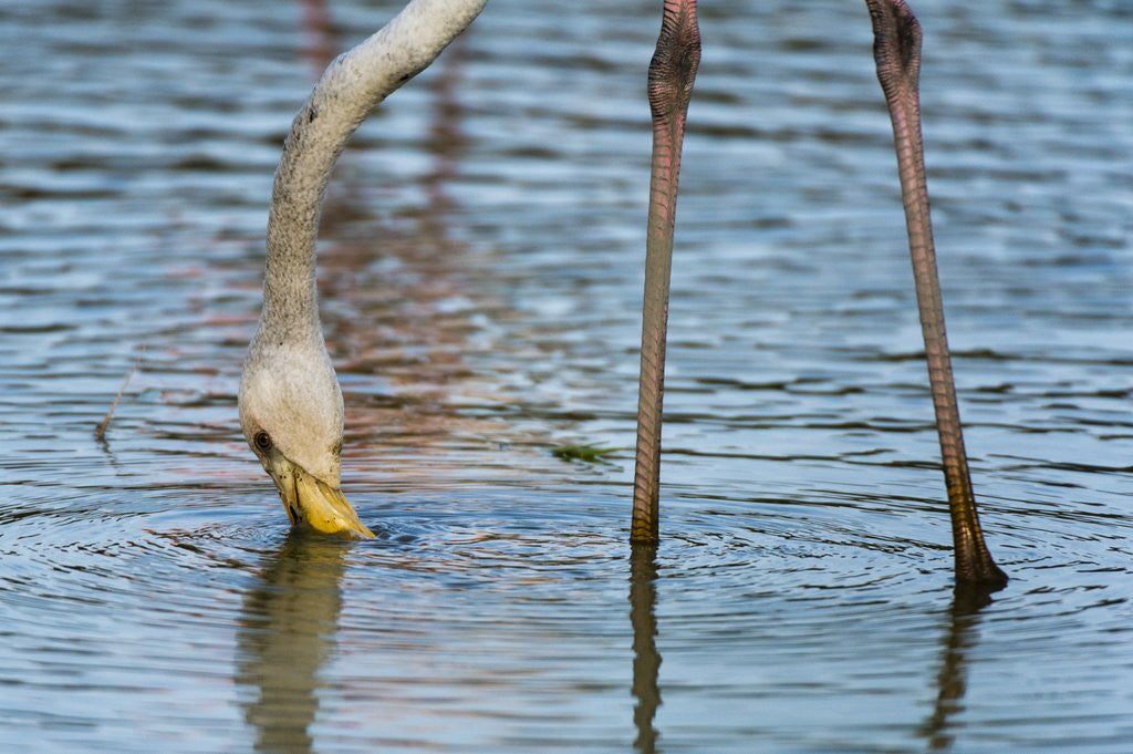 Detail of Greater flamingo (Phoenicopterus roseus) by Anonymous