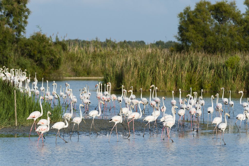 Detail of Greater flamingos (Phoenicopterus roseus) by Anonymous
