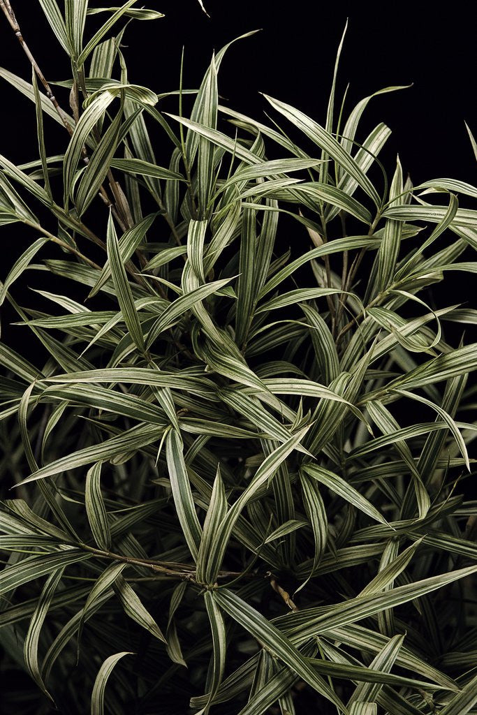 Detail of Pleioblastus chino f. elegantissimus (bamboo) by Anonymous