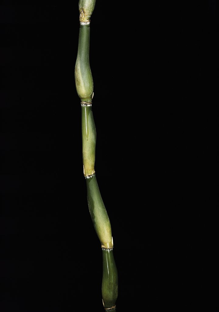 Detail of Pseudosasa japonica var. tsutsumiana (arrow bamboo) by Anonymous