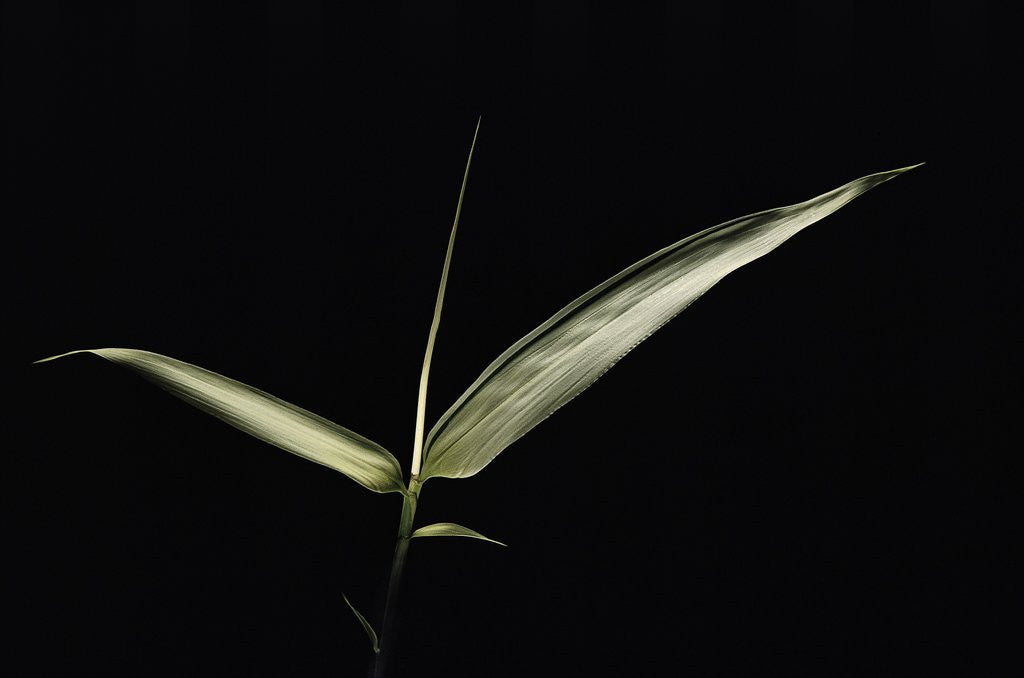 Detail of Pseudosasa japonica f. variegata (arrow bamboo) - leaf by Anonymous