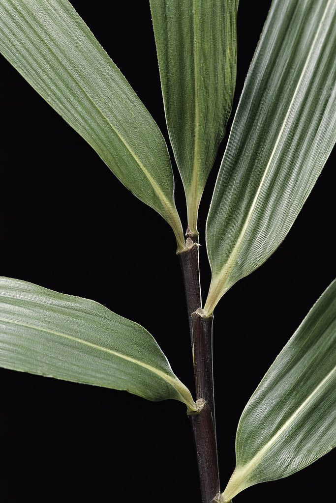 Detail of Pseudosasa viridula (bamboo) - leaf by Anonymous