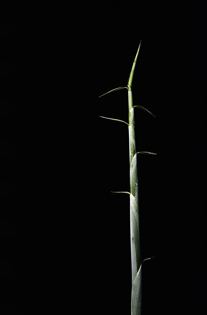 Detail of Sasa palmata f. nebulosa (broadleaf bamboo) - shoot by Anonymous
