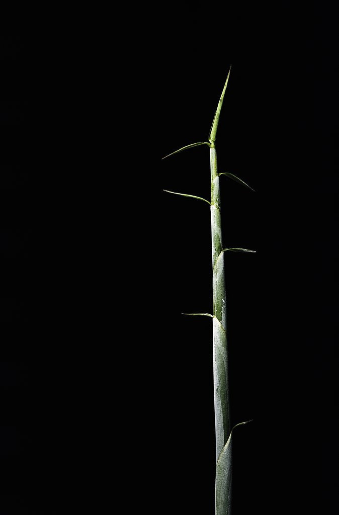 Detail of Sasa palmata f. nebulosa (broadleaf bamboo) - shoot by Corbis