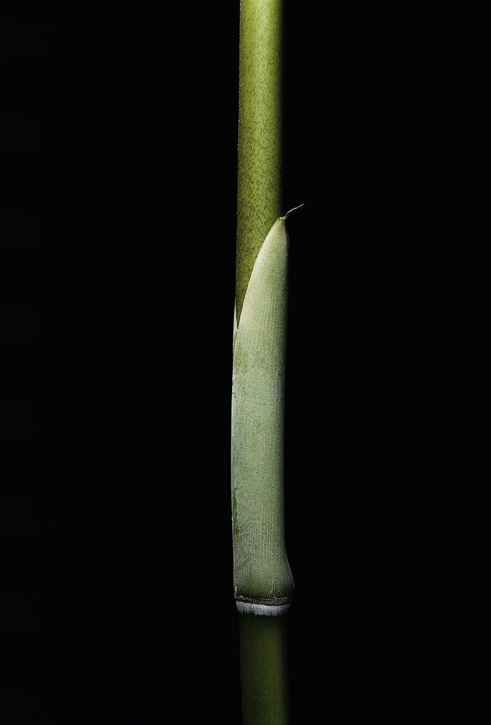 Detail of Sasa palmata f. nebulosa (broadleaf bamboo) - young culm by Anonymous