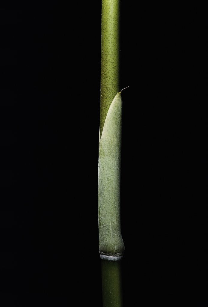 Detail of Sasa palmata f. nebulosa (broadleaf bamboo) - young culm by Corbis