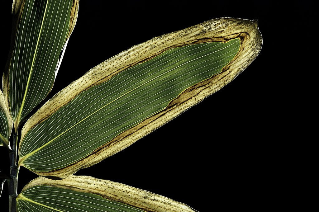 Detail of Sasa veitchii (kuma bamboo grass) - leaf by Anonymous