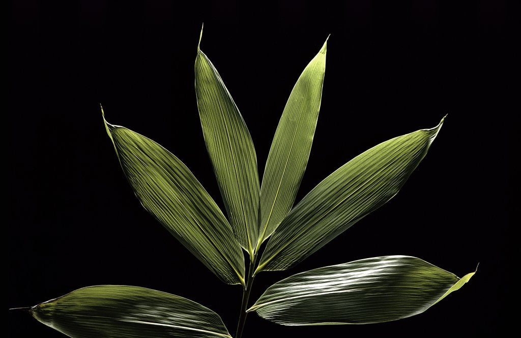 Detail of Sasa cernua f. nebulosa (bamboo) by Anonymous