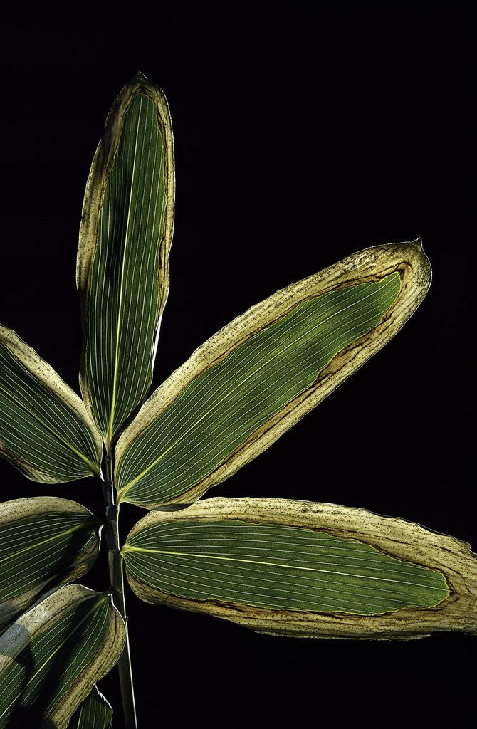 Detail of Sasa veitchii (kuma bamboo grass) - leaf by Corbis