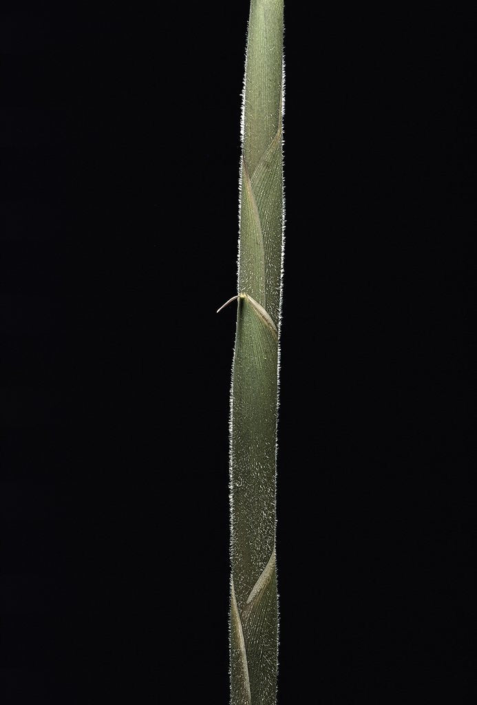 Detail of Semiarundinaria 'Korea' (bamboo) - shoot by Anonymous