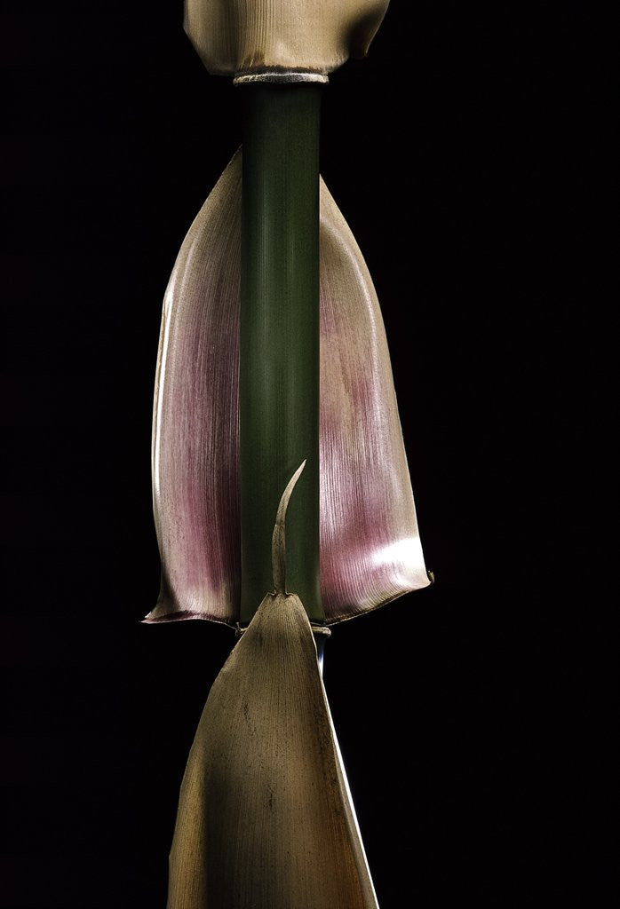 Detail of Semiarundinaria fastuosa (narihira bamboo) - sheath on the culm by Anonymous