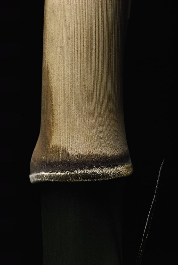 Detail of Semiarundinaria fastuosa (narihira bamboo) - young culm by Corbis