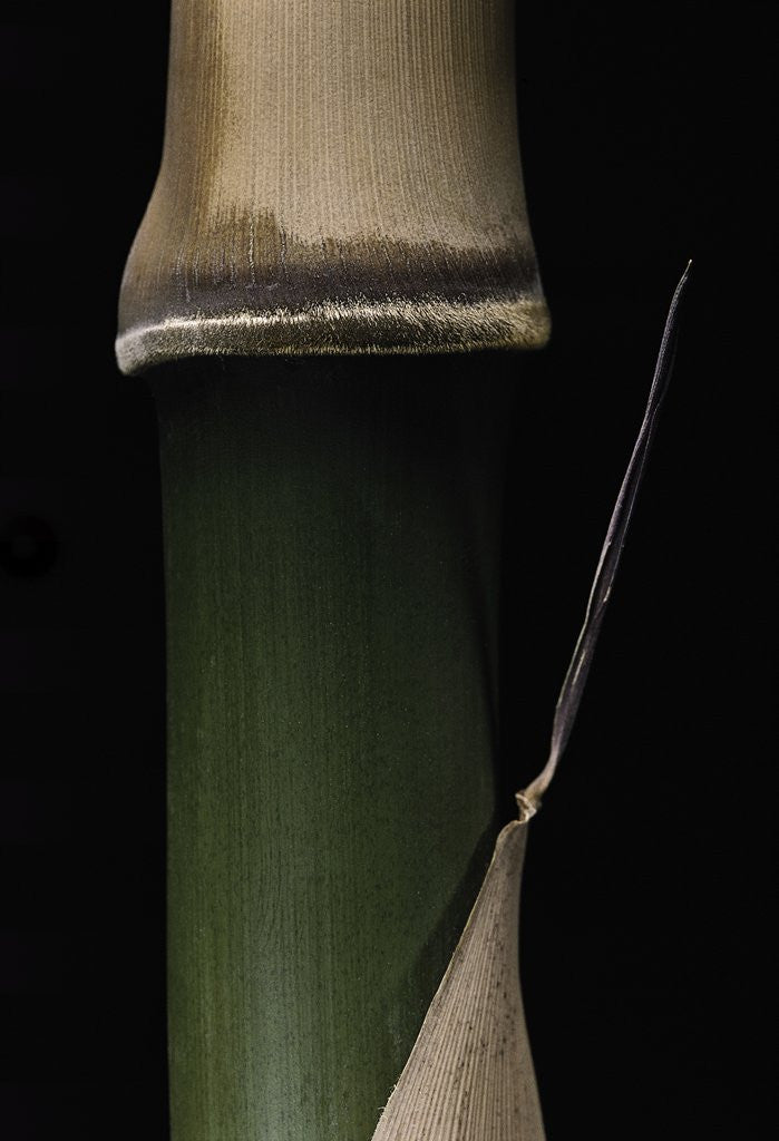 Detail of Semiarundinaria fastuosa (narihira bamboo) - young culm by Anonymous