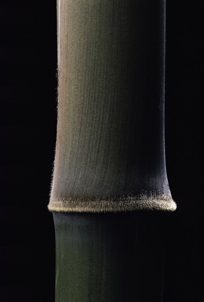Detail of Semiarundinaria fastuosa (narihira bamboo) - young culm by Anonymous
