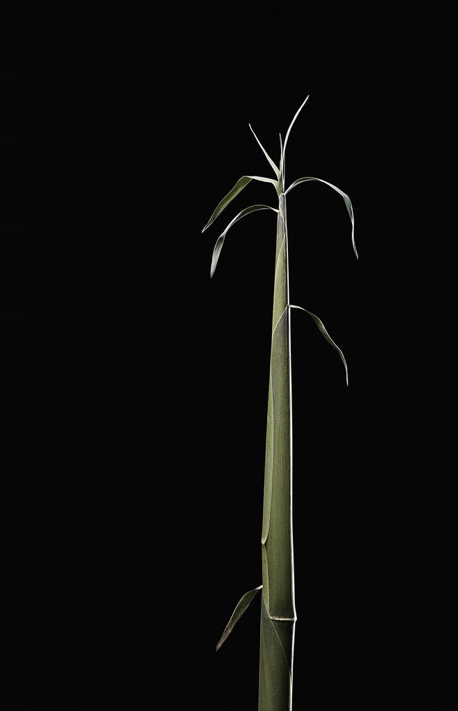 Detail of Semiarundinaria fastuosa (narihira bamboo) - shoot by Corbis