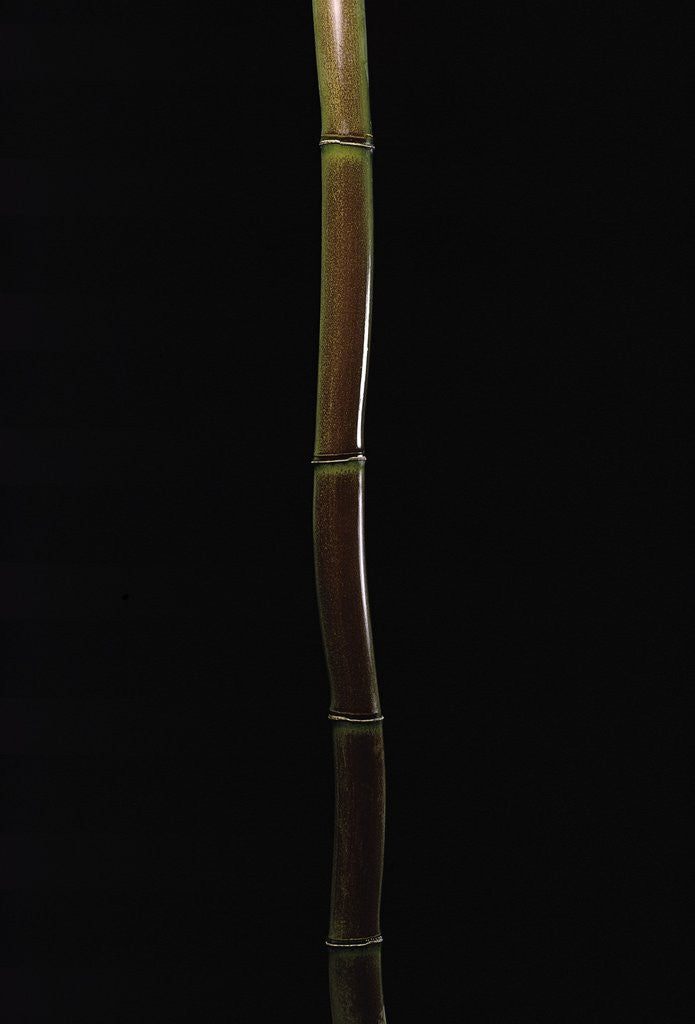 Detail of Semiarundinaria fastuosa (narihira bamboo) by Corbis