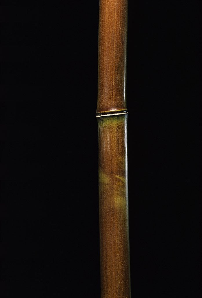 Detail of Semiarundinaria fastuosa (narihira bamboo) by Anonymous