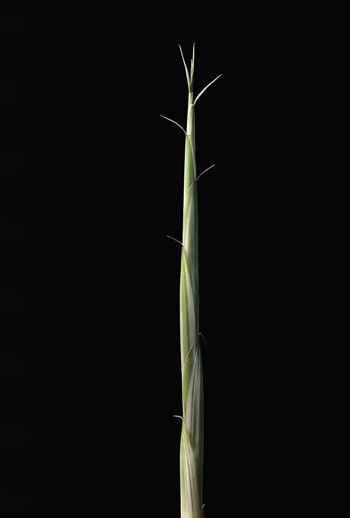 Detail of Semiarundinaria yashadake f. kimmei (Kimmei bamboo) - shoot by Anonymous