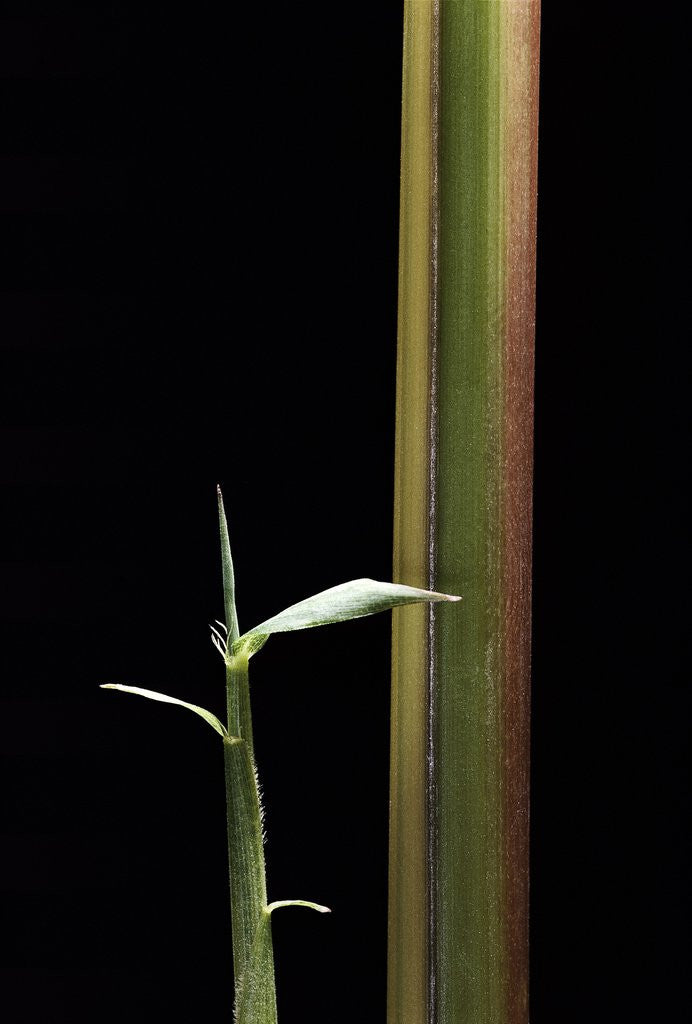 Detail of Semiarundinaria yashadake f. kimmei (Kimmei bamboo) - young culm by Anonymous