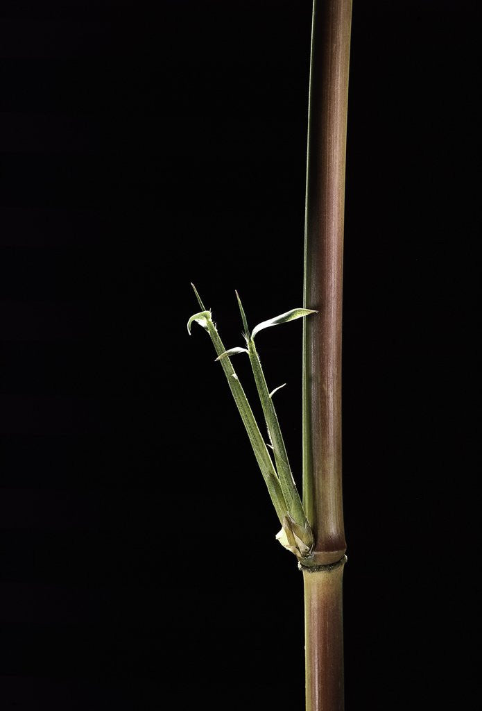 Detail of Semiarundinaria yashadake f. kimmei (Kimmei bamboo) - young culm by Anonymous