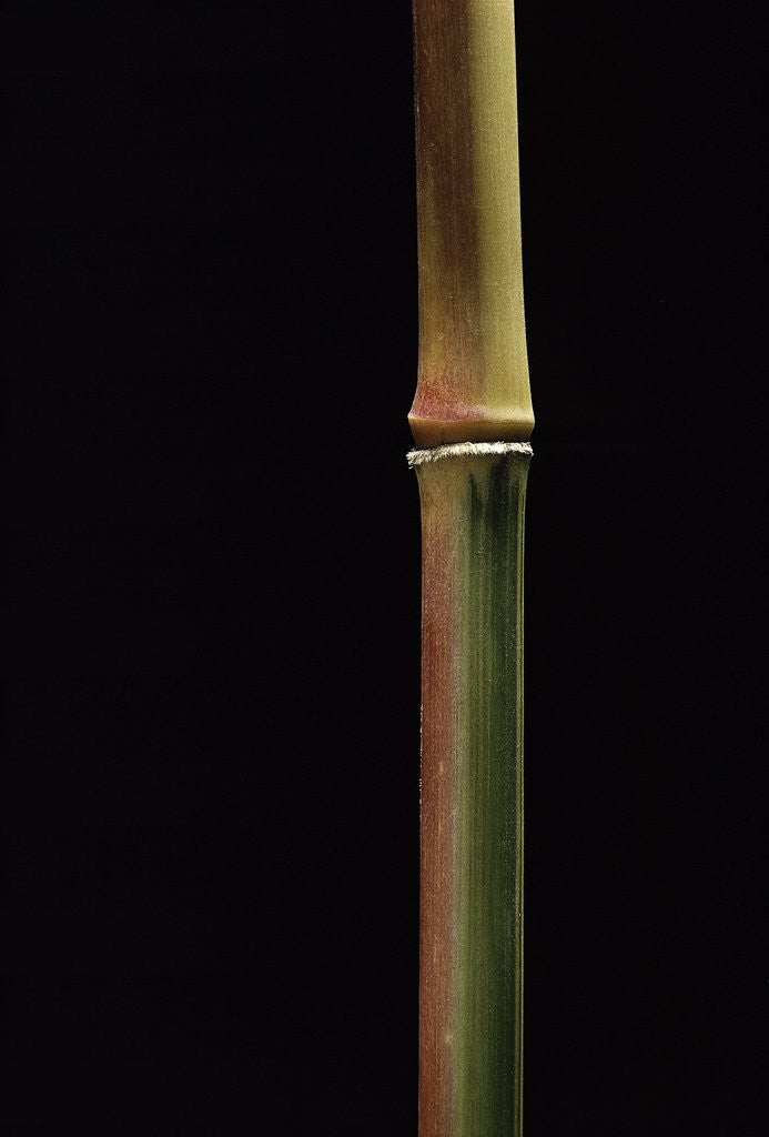 Detail of Semiarundinaria yashadake f. kimmei (Kimmei bamboo) by Anonymous
