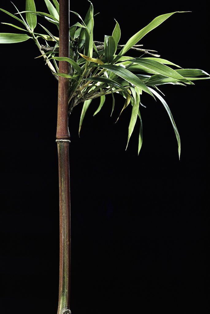 Detail of Semiarundinaria yashadake f. kimmei (Kimmei bamboo) by Anonymous