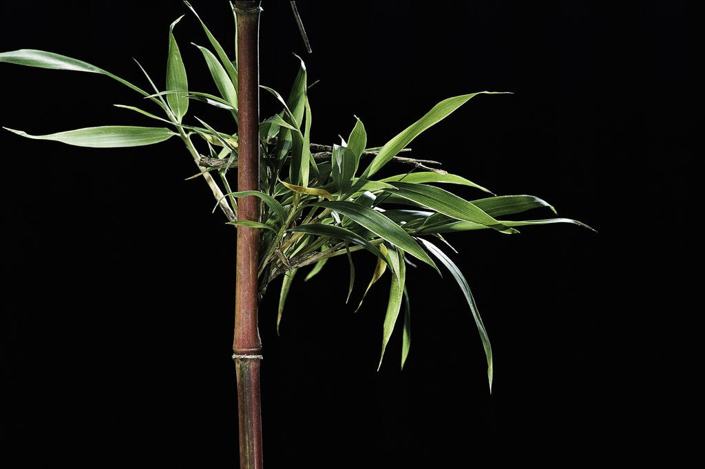 Detail of Semiarundinaria yashadake f. kimmei (Kimmei bamboo) by Anonymous
