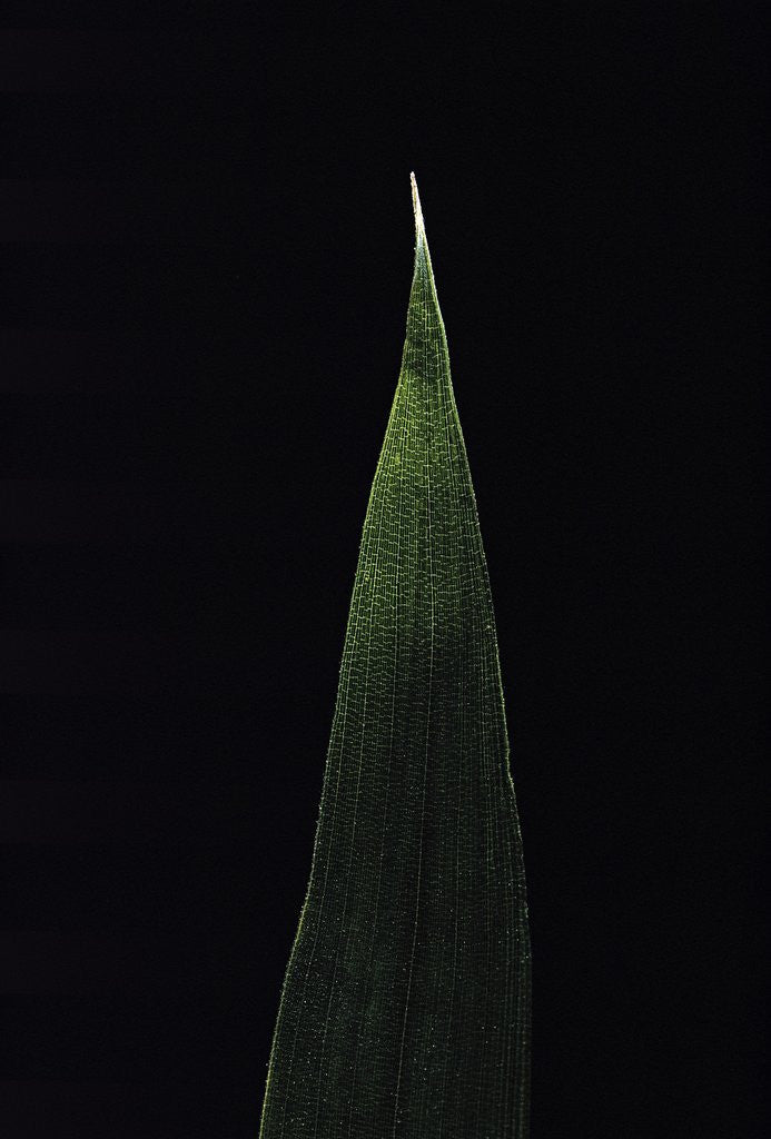 Detail of Shibataea kumasaca (ruscus-leaved bamboo) - leaf by Anonymous