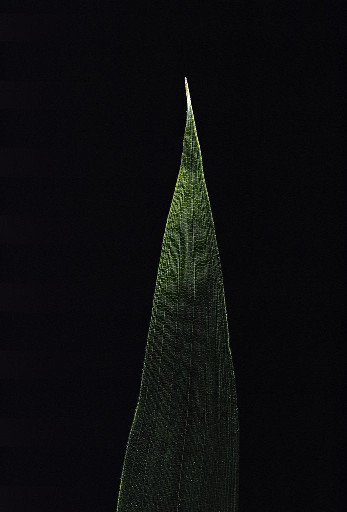 Detail of Shibataea kumasaca (ruscus-leaved bamboo) - leaf by Corbis