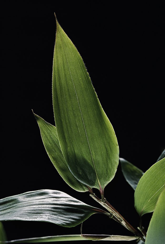Detail of Shibataea kumasaca (ruscus-leaved bamboo) - leaf by Anonymous