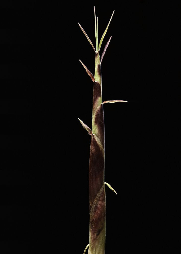 Detail of Shibataea kumasaca (ruscus-leaved bamboo) - shoot by Anonymous