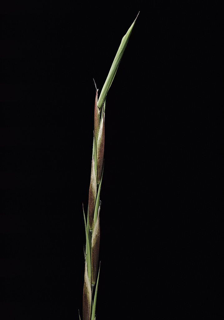 Detail of Shibataea kumasaca (ruscus-leaved bamboo) - shoot by Anonymous