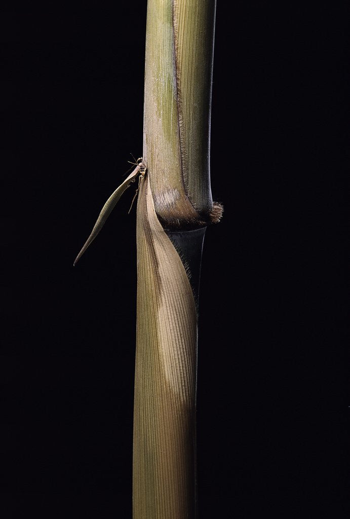 Detail of Sinobambusa tootsik (Chinese temple bamboo) - young culm by Anonymous