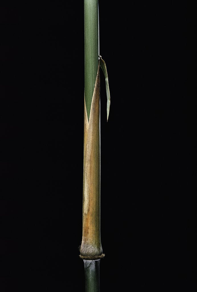 Detail of Sinobambusa tootsik (Chinese temple bamboo) - young culm by Anonymous