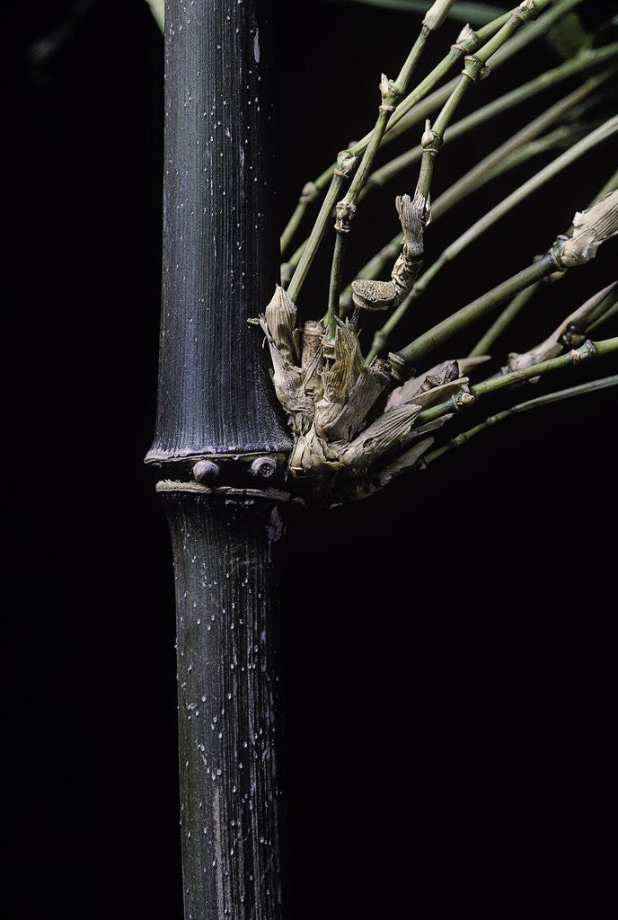 Detail of Bambusa tuldoides (punting pole bamboo) by Anonymous