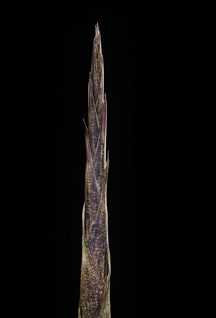 Detail of Bambusa tuldoides (punting pole bamboo) - shoot by Anonymous