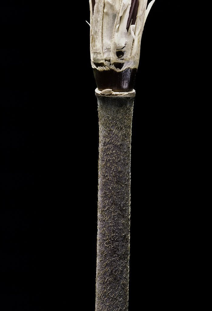 Detail of Yushania maling (Maling bamboo) by Anonymous