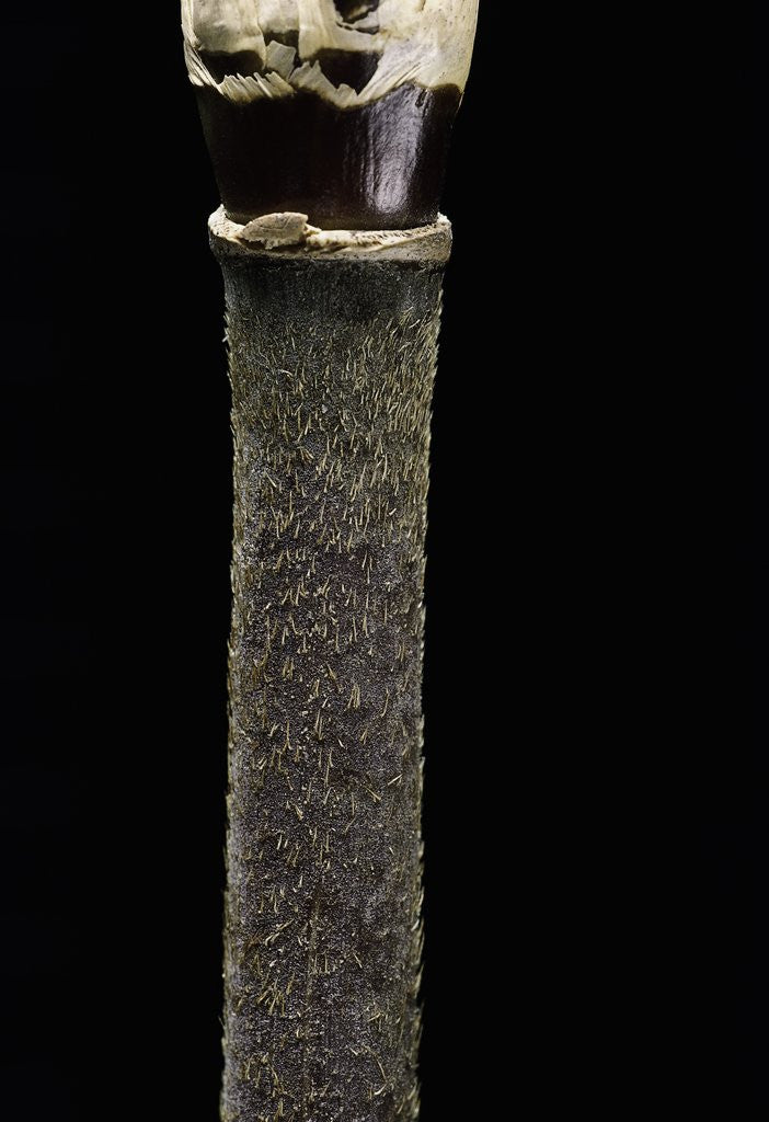 Detail of Yushania maling (Maling bamboo) by Corbis