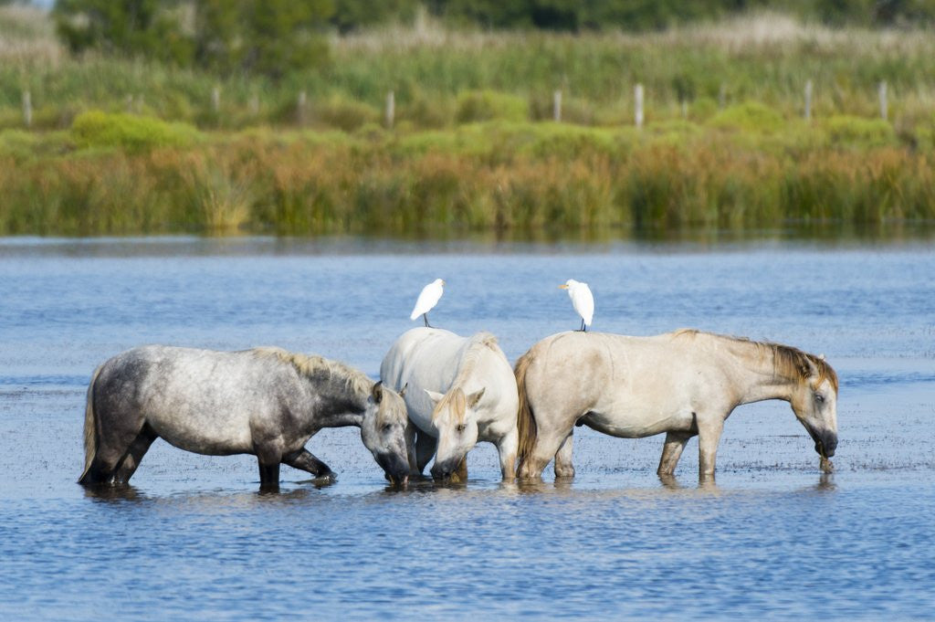 Detail of Camargue wild horses by Anonymous